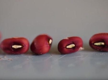 Red Peas Are the Backbone of an Island Community off the Georgia Coast