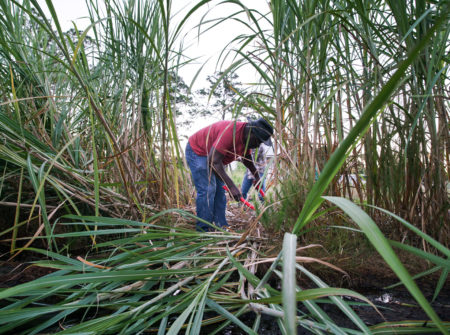 Cornelia Walker Bailey Program Assists with Sugarcane Harvest at SICARS